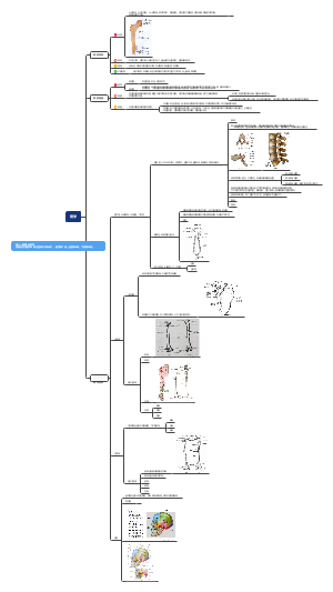 解刨学运动系统骨学思维导图