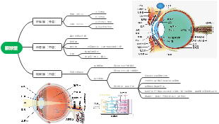 思维导图社区-搜索思维导图-眼球结构