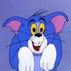 阳光下安静的猫