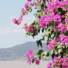 蕾蕾