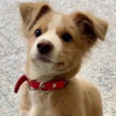 小黄狗