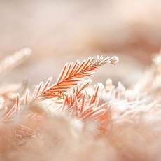 范昊琳