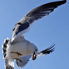 roc