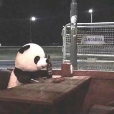 Mentha suaveolens๛