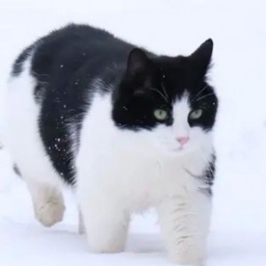 黑喵