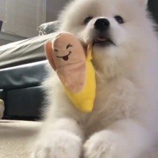 橙子杀手