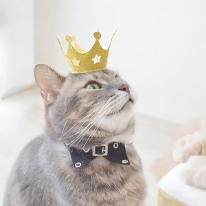 笨小孩遇上流浪猫
