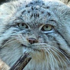 禅剑一如寄昙说