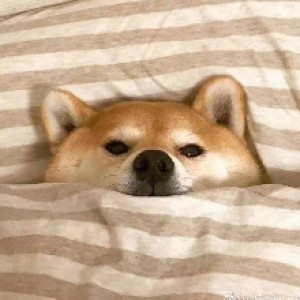 流洛洛