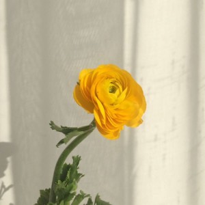 芝芝白桃乌龙