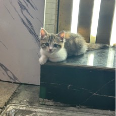 嘴脸