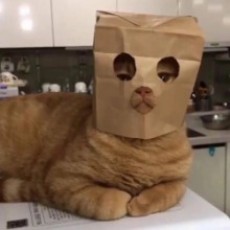 看啥看