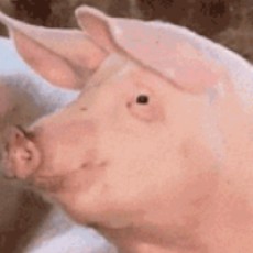 树懒侠