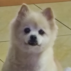 博美王