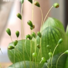 李玲