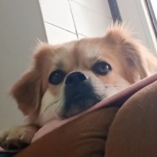 小白羊🐏