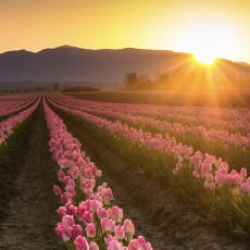 NLP终身心智成长