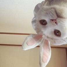 想吃酥锅