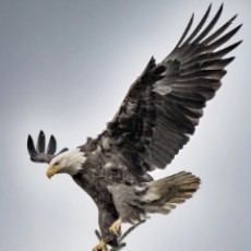flyfree