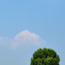 栀子花开