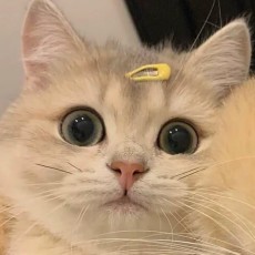芒狗