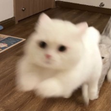 小呆呆