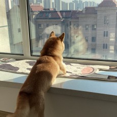 喵咪咪喵咪咪喵咪咪