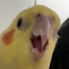 白熊桑