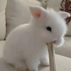 叶up