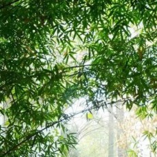 北雪深由梦花兮