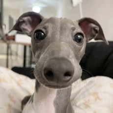 一战终硕