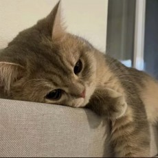汐