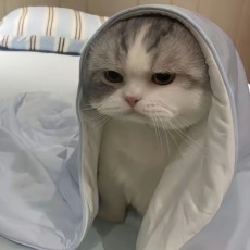 hhh