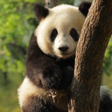 白熊猫