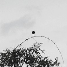 眺望蔚来