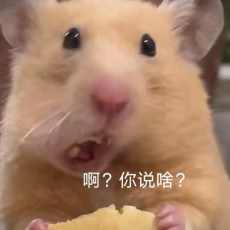 努力学习的香菜！
