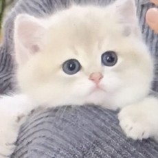 年糕
