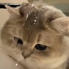 躺平的鱼🐟