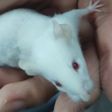 生态为本