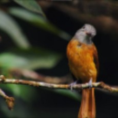 EDRvWTLf