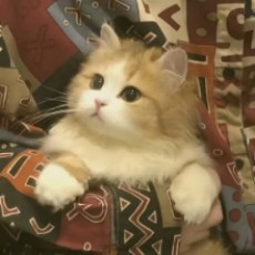 衔蝉Cat
