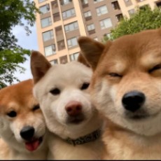 蘑菇有毒就是没熟