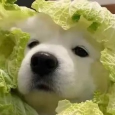 允禾