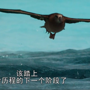 番茄不是西红柿