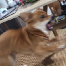 欢欢喜喜