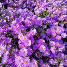 清华继教阎老师