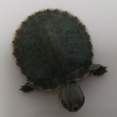 龟龟