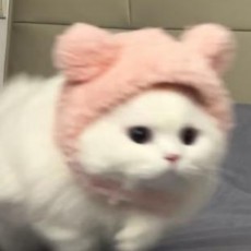 云凡 回shao语 学业压力大 各种事应接不暇 回Y 不知