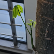 大吉大李