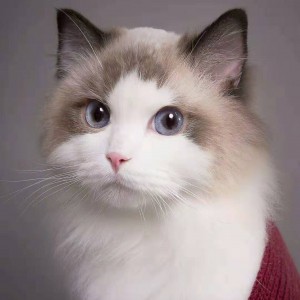 一口一个毛孩子